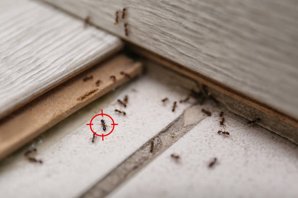 Best Insect Control  in , NV