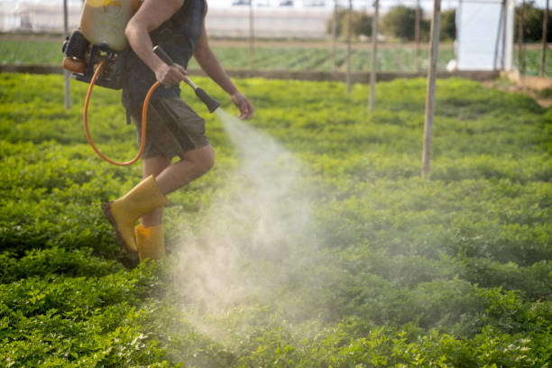 Best Affordable Pest Control Services  in , NV